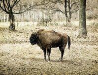 depositphotos_91777742-stock-photo-european-bison-bison-bonasus-grazing.jpg